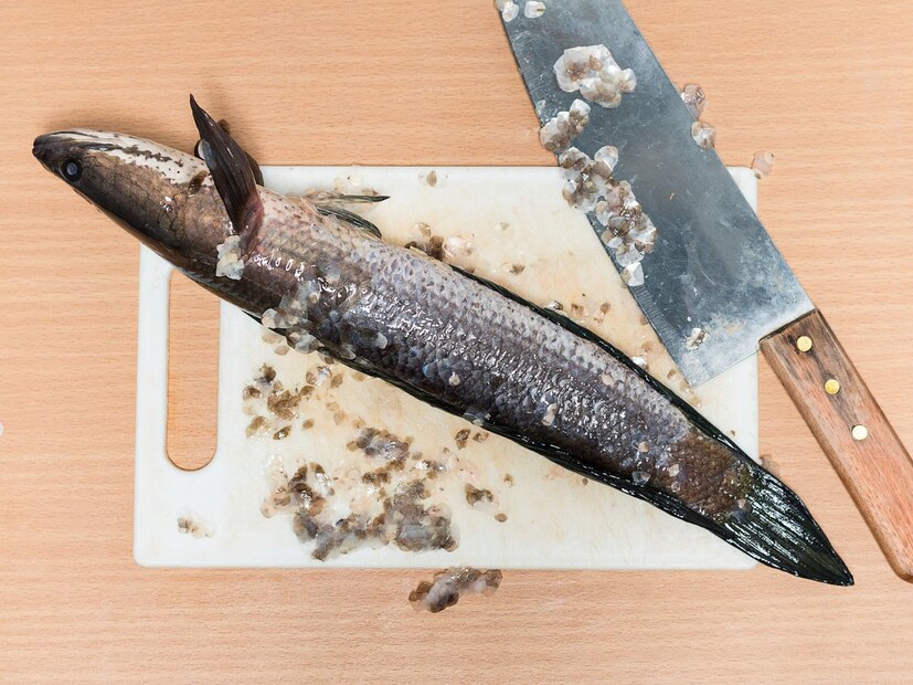 माशाची खवलं : मासे घेतल्यानंतर ते स्वच्छ करताना त्यावरील खवलं सगळ्यात आधी काढून टाकली जातात. पण यात प्रोटिन, फॅटी अॅशिड, कोलिन, लेसिथीन इत्यादी घटक असतात. लेसिथीन स्मरणशक्ती वाढण्यात आणि एजिंग प्रोसेस मंदावण्यात मदत करतं. फॅटी अॅशिड रक्तातील फॅट आणि कोलेस्ट्रॉल नियंत्रित करतं.