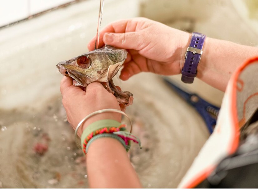 फिश ब्रेन : माशाच्या मेंदूच फिश ऑईल असतं जे मानवी शरीरासाठी आवश्यक आहे.  फिश ऑईलमध्ये अनसॅच्युरेटेड फॅटी अॅसिड असतं. जे मुलांच्या मेंदूच्या विकासासाठी गरजेचं असतं, तसंच वृद्धापकाळात अल्झामरसारख्या आजारापासून बचाव करतं.