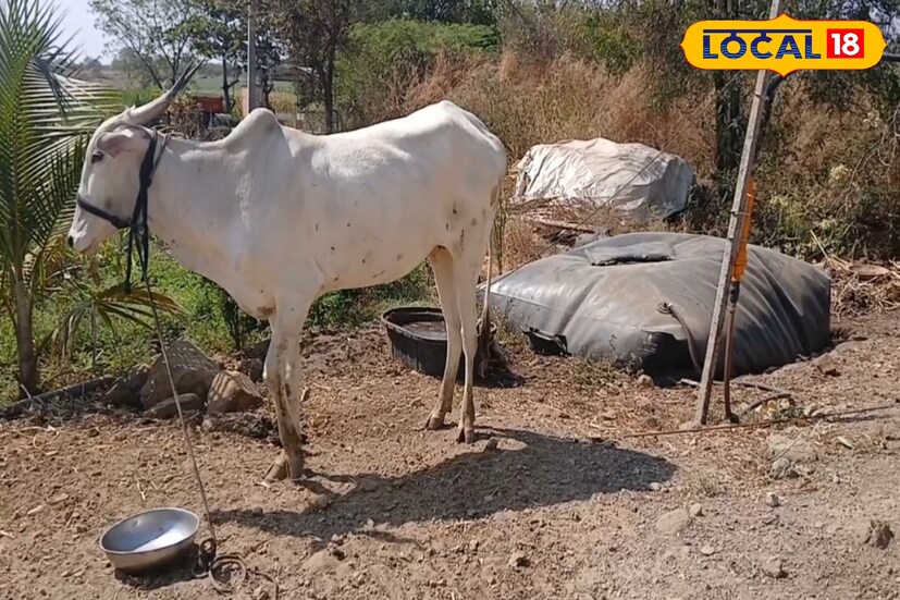 जनावराच्या शेणापासून गोबर गॅस तयार करण्यासाठी 20 किलो शेण आणि 70 लिटर पाण्याची आवश्यकता असते. यापासून मिळणाऱ्या इंधनावर दररोज 6 माणसाचा स्वयंपाक होतो. तसेच गॅस तयार झाल्यानंतर त्यापासून मिळणारी स्लरी ही शेतात उत्तम प्रकारे खत म्हणून वापरता येतो, असे शेतकरी सांगतात.