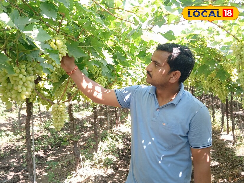 बालाजी यांनी सात एकरमध्ये माणिक चमन वाणाच्या द्राक्ष बागेची लागवड केली आहे. बाजारात माणिक चमन या वाणाच्या द्राक्षाला मागणी भरपूर आहे. तसेच द्राक्षेला भाव नसल्यास माणिक चमन पासून बेदाणा देखील तयार करता येते. म्हणून बालाजी भोसले यांनी माणिक चमन द्राक्षाच्या वाणाची बाग तयार केली आहे.