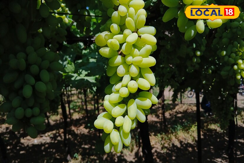 द्राक्षांच्या बागेत दररोज पाहणी करून योग्य त्या औषधांची फवारणी बालाजी भोसले यांनी केली आहे. त्यामुळे या द्राक्षांवर कोणत्याही प्रकारचा रोग आला नाही. तसेच कोणत्या वातावरणामध्ये कोणता रोग येतो हे देखील शेतकऱ्यांना माहिती असणे आवश्यक आहे. 