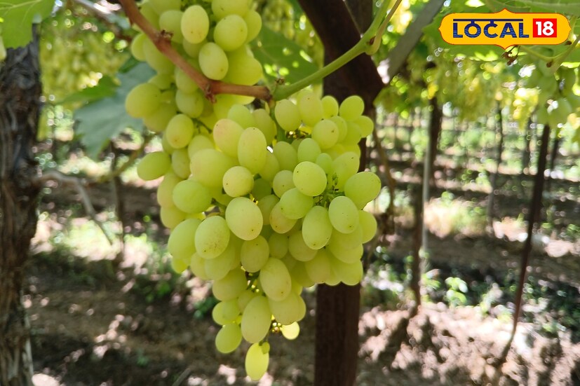 एकीकडे द्राक्ष बागेतून उत्पन्न मिळत नसल्यामुळे शेतकरी द्राक्षांची बाग काढत आहेत. तर दुसरीकडे सोलापूर जिल्ह्यातील मोहोळ तालुक्यातील पापरी येथील तरुण शेतकरी बालाजी बाबुराव भोसले यांनी त्यांच्याकडील सात एकरात द्राक्षांची लागवड केली असून तब्बल एका एकरातून 10 लाखांचे उत्पन्न मिळणार आहे. या द्राक्ष बागेचे संगोपन कसे केले? किती खर्च आला? या संदर्भात अधिक माहिती तरुण शेतकरी बालाजी भोसले यांनी लोकल 18 शी बोलताना दिली.