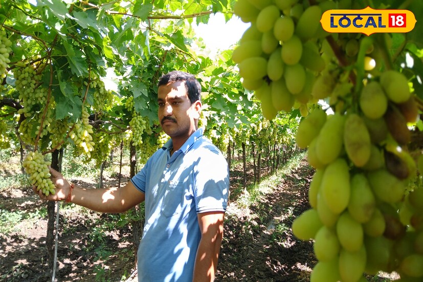 सात एकरमध्ये लागवड केलेल्या माणिक चमन या द्राक्षांच्या वाणापासून प्रती एकर 25 टन पर्यंत माल निघणार आहे. या द्राक्ष बागेला प्रती एकर 2 लाख रुपयेपर्यंत खर्च आला आहे. 