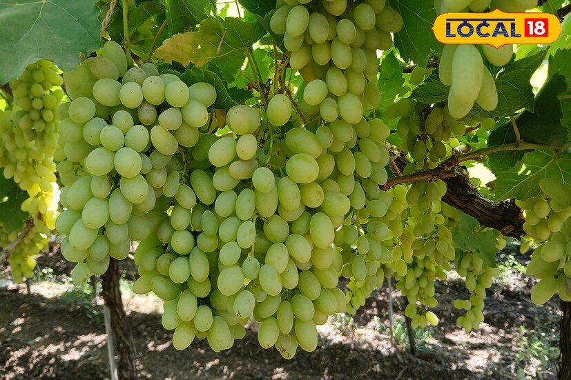 काहीतरी करून दाखवायची जिद्द असेल तर येणाऱ्या काळात फक्त शेतीच हा एकमेव पर्याय आहे. शहरी भागात जाऊन नोकरी करण्यापेक्षा शेती करून स्वतः मालक होऊन हा अनुभव वेगळाच असतो. म्हणून तरुणांनी शेतीकडे वळावे, असे आवाहन तरुण शेतकरी बालाजी बाबासाहेब भोसले यांनी केले आहे.