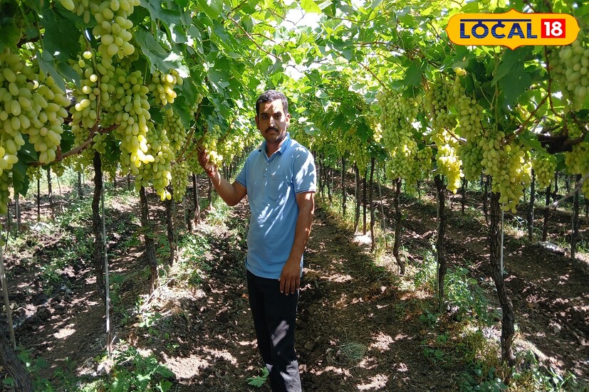 तर एका एकरातून तरुण शेतकरी बालाजी भोसले यांना 10 लाखांचे उत्पन्न मिळणार आहे. म्हणजेच सात एकरातून 70 लाखांचा नफा मिळणार आहे.