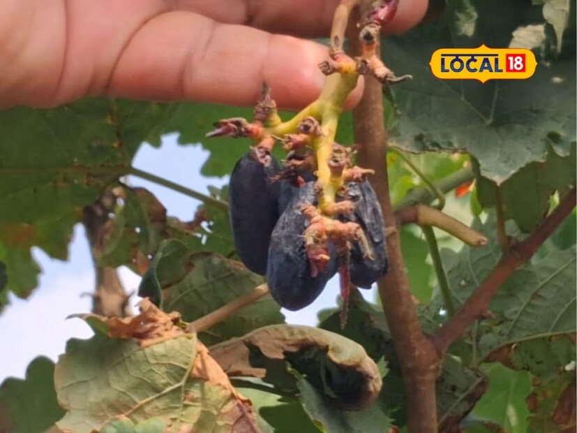 100 दिवस पूर्ण होताच पाटील द्राक्ष बागेवर वटवाघळांचा हल्ला झाला. द्राक्षामध्ये गोडी उतरताना वटवाघळांची धाड येताच त्यांनी घाई- घाईने बागेवर जाळी अंथरून घेतली. वटवाघळांपासून बागेचे संरक्षण करण्यासाठी त्यांना 62 हजार इतका खर्च करावा लागला. कष्टाने पिकवलेल्या बागेचे त्यांनी चलाकीने संरक्षण केले.