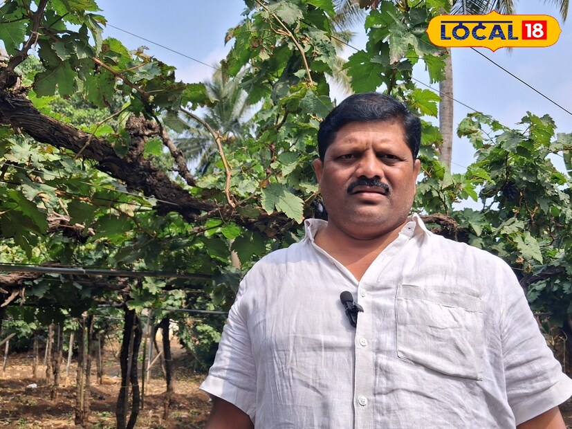 अतिवृष्टी आणि बदलत्या हवामानात द्राक्षांचं बाग टिकवणं हे जणून आव्हानच असतं. पण सीमेवर अनेक आव्हांनाचा सामना करणाऱ्या सांगलीच्या निवृत्त जवानानं हे आव्हान लिलया पेललंय. पलुस तालुक्यातील नागठाणे येथे माजी सैनिक धनाजी पाटील यांची द्राक्ष बाग आहे. यंदा त्यांच्या द्राक्षांना विक्रमी 551 रुपयांचा विक्रमी भाव मिळाला आहे. अतिवृष्टी आणि बदलत्या हवामानात द्राक्षांचं बाग टिकवणं हे जणून आव्हानच असतं. पण सीमेवर अनेक आव्हांनाचा सामना करणाऱ्या सांगलीच्या निवृत्त जवानानं हे आव्हान लिलया पेललंय. पलुस तालुक्यातील नागठाणे येथे माजी सैनिक धनाजी पाटील यांची द्राक्ष बाग आहे. यंदा त्यांच्या द्राक्षांना विक्रमी 551 रुपयांचा विक्रमी भाव मिळाला आहे.