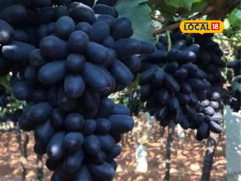 आता द्राक्षांना प्रति 4 किलोला विक्रमी 551 रुपयांचा दर मिळाला. पाटील यांच्या मते एक किलो द्राक्ष तयार करण्यासाठी 100 रुपये उत्पादन खर्च आला आणि 4 किलो द्राक्षासाठी 551 रुपये दर मिळाला. मिळालेल्या दरातून उत्पादन खर्च वजा करता शेतकऱ्याचा कष्टाप्रमाणे समाधानकारक नफा मिळत नाही, अशी खंत पाटील व्यक्त करातत. (प्रिती निकम, प्रतिनिधी)