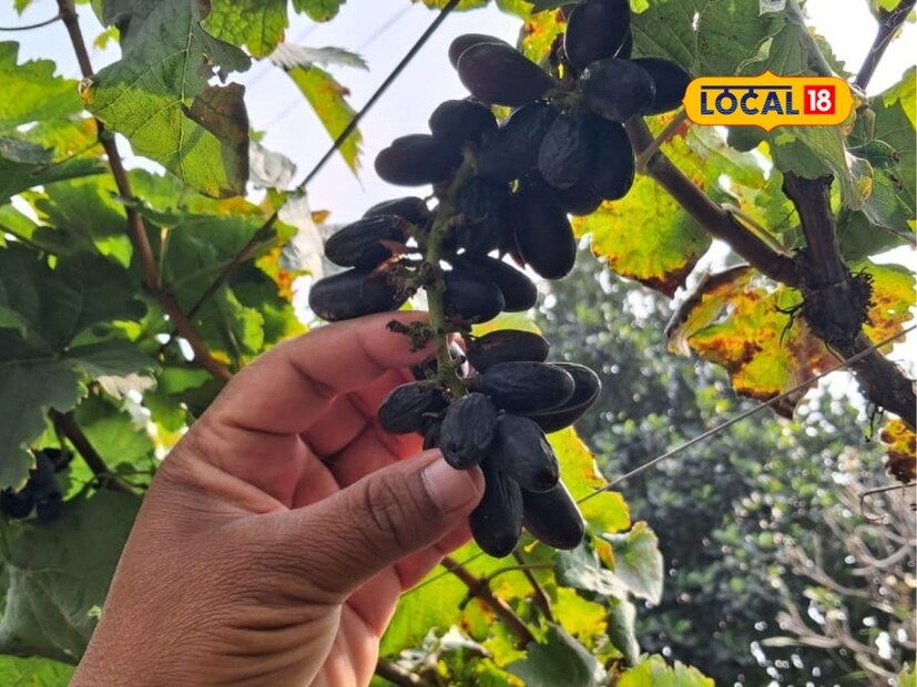 62 गुंठ्यामध्ये 7 टन 840 किलो उत्पादन मिळाले. यामधून त्यांना 8 लाखांची कमाई झाली आहे. परंतु अपेक्षित उत्पादन मिळाले नसल्याची नाराजी पाटील यांनी लोकल 18 शी बोलताना व्यक्त केली. त्यांचा अनुभव आणि प्रयत्नांच्या गणितानुसार अधिक उत्पादनाची अपेक्षा होती.