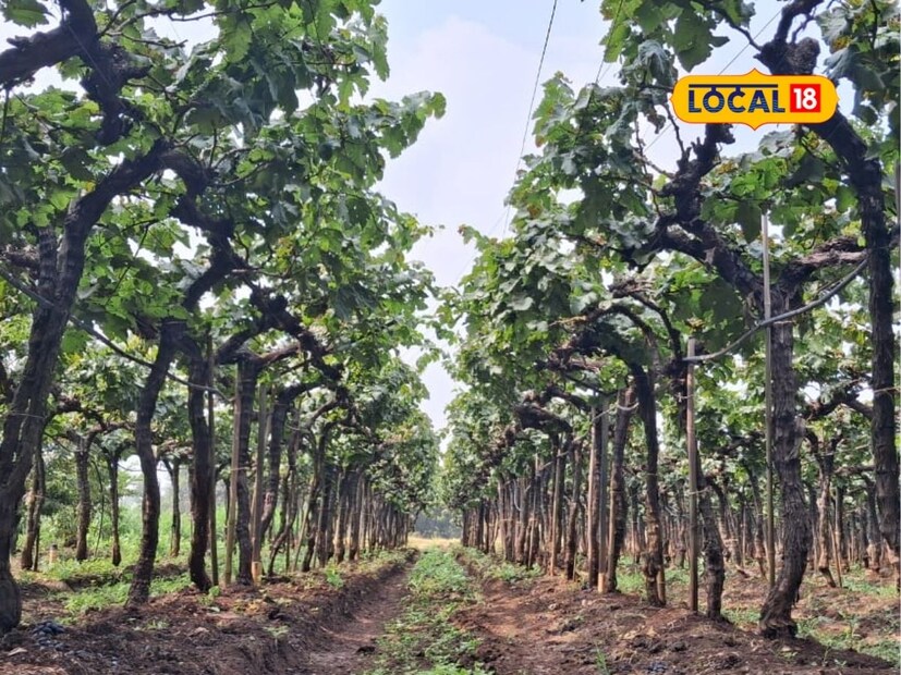 माजी सैनिक धनाजी पाटील यांची नागठाणे येथे 12 एकर शेती आहे. यापैकी 62 गुंठे शेतामध्ये त्यांनी द्राक्षबाग पिकवली आहे. 2014 पासून ते कृष्णा द्राक्ष व्हरायटीचे उत्पादन घेतात. अतिवृष्टीच्या काळात देखील त्यांनी उभ्या पावसामध्ये 9 सप्टेंबर 2024 रोजी बागेची पीक छाटणी घेतली. पीक छाटणी पासून डंपिंगपर्यंत पूर्ण काळ पावसाचा सामना केला.