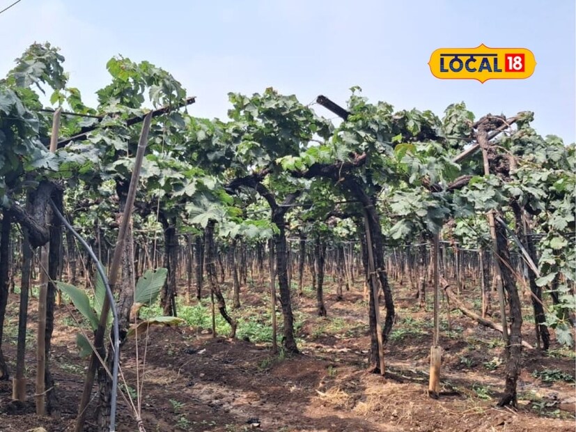 सततच्या बदलत्या हवामानाने द्राक्ष बागेमध्ये औषधांचा खर्च वाढला आहे. अति पाऊस आणि दाट धुक्याचा सामना करण्यासाठी द्राक्ष पिकास महागडी औषधे द्यावी लागत आहेत. धनाजी पाटील यांना 62 गुंठे द्राक्ष बागेसाठी तब्बल 5 लाख 77 हजार रुपये इतका खर्च आला.