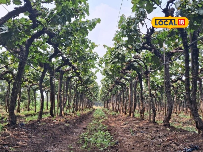 सुरुवातीला एक कटर वापरून मशीन बनवण्याचा प्रयत्न केला. जुन्या ब्लॉअरचा पुनर्वापर करून एक कटर फिरवून पाहिले. हा जुगाड यशस्वी झाल्यानंतर ट्रॅक्टरची अधिक पावर वापरावी म्हणून एकाच वेळी चार ते पाच कटर कसे वापरता येतील याचा अभ्यास केला. सलग तीन वर्षे सातत्याने जुगाडामध्ये अभ्यासपूर्ण सुधारणा करत शेवटी ग्रास कटर मशीन यशस्वीपणे तयार केले, असेही माळी यांनी सांगितले.