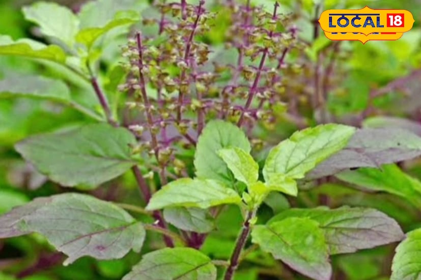 तुळशीची पाने पाण्यामध्ये उकळून ते पाणी सकाळी उपाशीपोटी पिल्यास अत्यंत लाभदायी ठरतं. अनेक आजार जवळच येत नाहीत. तसेच तुळशीच्या पानांमुळे मुखशुद्धी होते. तोंडाशी संबंधित आजार देखील त्यामुळे लांब राहतात. 