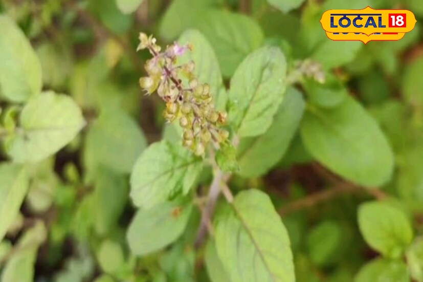 सकाळी उपाशीपोटी खाल्लेली तुळशीची 3-4 पाने देखील आरोग्यासाठी वरदान ठरतात. त्यामुळे रोज सकाळी उपाशीपोटी तुळशीची पाने खाण्याचा सल्ला आहारतज्ज्ञ देतात.