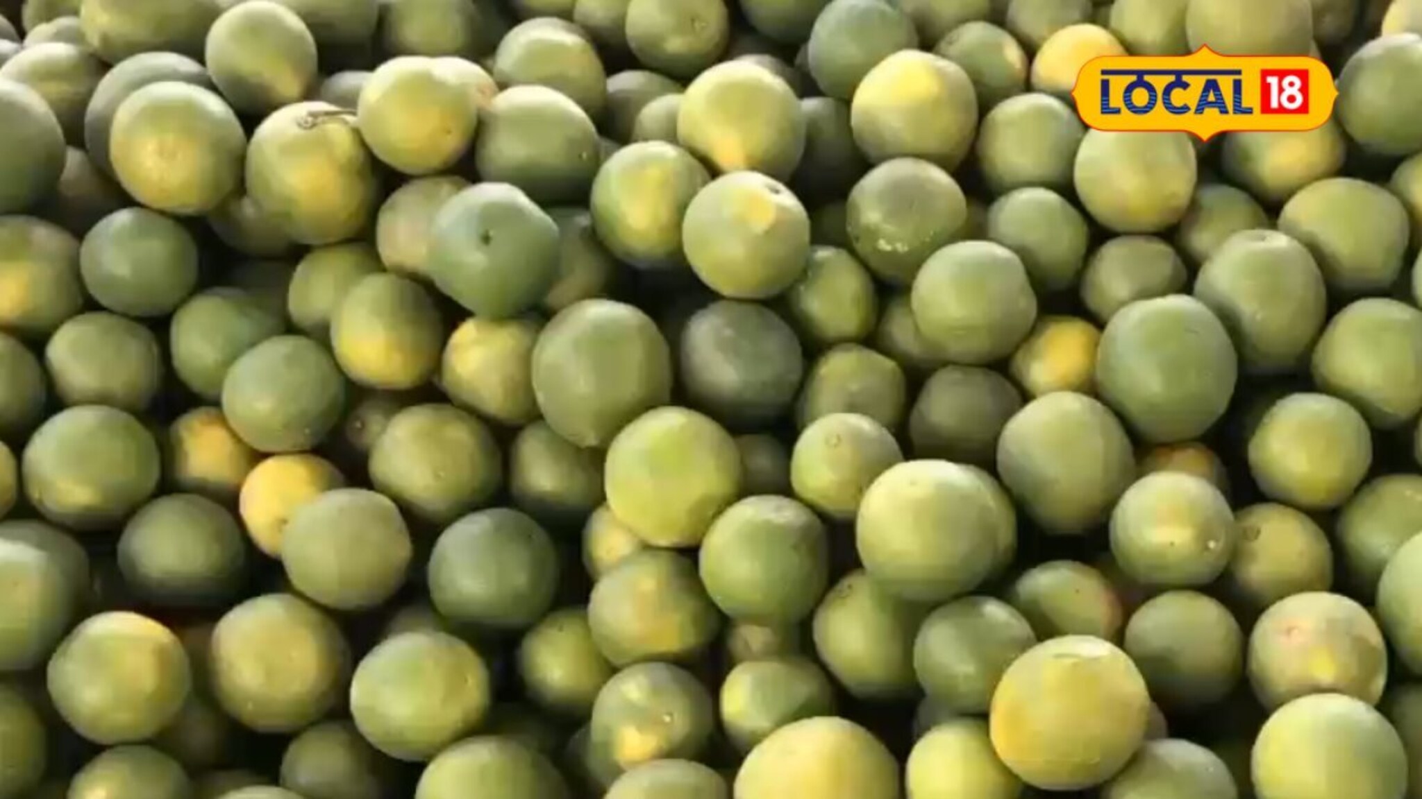 मोसंबी उत्पादकांना दुहेरी दिलासा, आडत असोसिएशनच्या निर्णयाने खिशात खेळणार पैसा