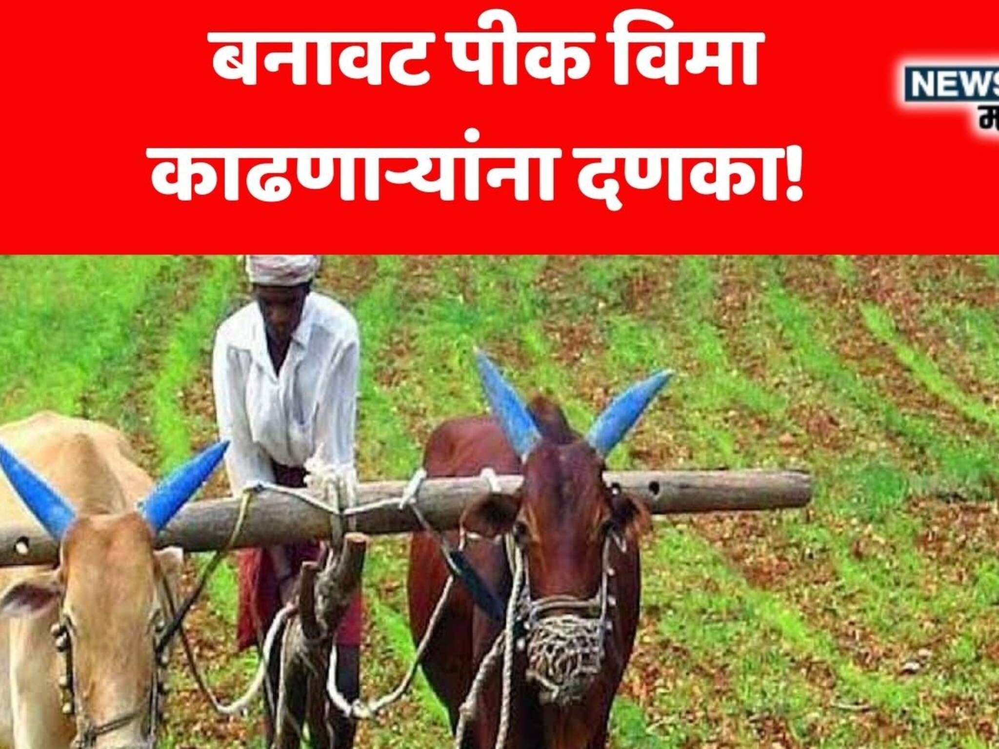 बनावट पद्धतीने पीक विमा काढणाऱ्यांना कृषी विभागाचा दणका! आधारकार्ड ब्लॉक करणार