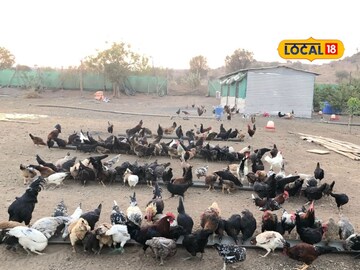 बँकेमधील नोकरी सोडली, कुक्कुटपालन व्यवसाय सुरू केला, तरुणाची कमाई आता लाखात!