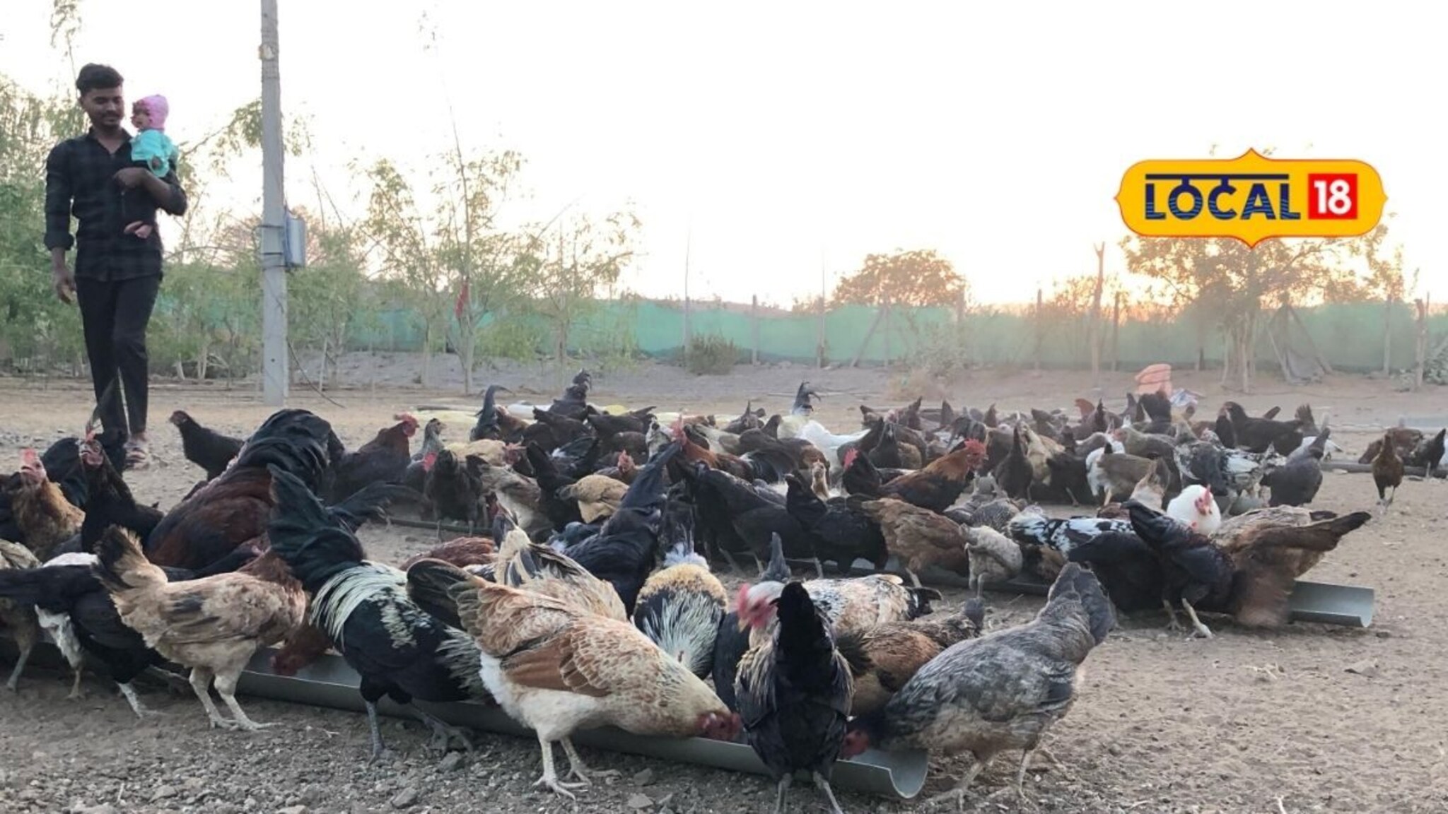 बँकेमधील नोकरी सोडली, कुक्कुटपालन व्यवसाय सुरू केला, तरुणाची कमाई आता लाखात!