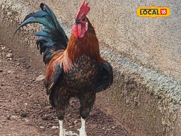 शेतीला जोडधंदा म्हणून देशी कोंबड्यांचे पालन, 30 दिवसांत 2 लाख कमाई, वाचा कहाणी