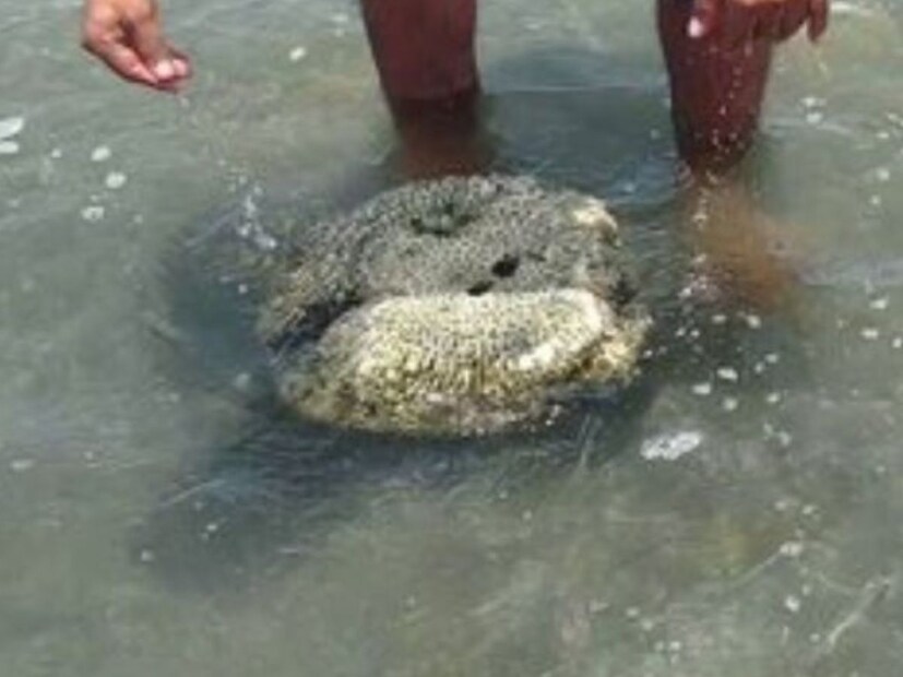 फ्यूमस स्टोन अनेक महिने किंवा वर्षांपर्यंतही पाण्यावर तरंगू शकतो. पण हळूहळू जर त्यातील सूक्ष्म छिद्रांमध्ये पाणी भरले, तर तो बुडण्याची शक्यता असते.