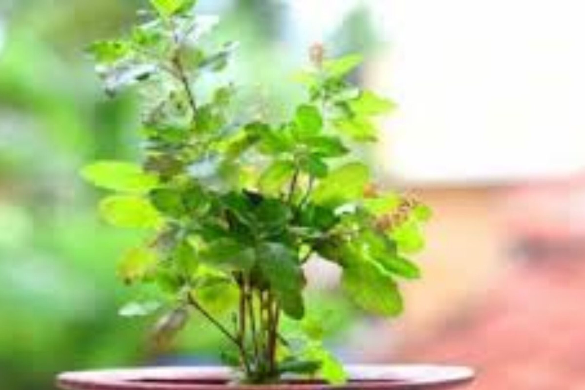 जन्माष्टमीदिवशी घरातील तुळशीचे हे उपाय ध्यानात ठेवा; श्रीकृष्णाची कुटुंबावर कृपा