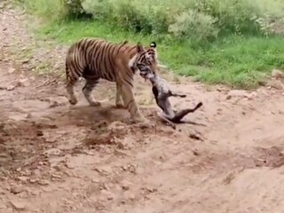 Viral Video Viral Video