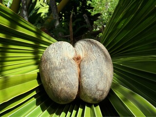 Coco de Mer
