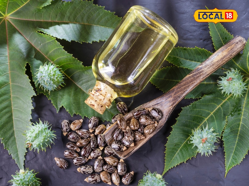 Castor oil benefits : आयुर्वेदात एरंडेल वनस्पती औषधी गुणधर्मांनी परिपूर्ण मानली जाते. त्याच्या बियांपासून काढलेलं तेल अनेक शारीरिक समस्या दूर करण्यासाठी प्रभावी मानलं जातं. बोकारोमधील वरिष्ठ आयुर्वेदिक डॉक्टर (पतंजली आणि शुद्धी आयुर्वेदमध्ये 16 वर्षांचा अनुभव असलेले) डॉ. राजेश पाठक यांनी एरंडेल तेलाच्या आरोग्य फायद्यांशी संबंधित महत्त्वाची माहिती शेअर केली आहे. Castor oil benefits : आयुर्वेदात एरंडेल वनस्पती औषधी गुणधर्मांनी परिपूर्ण मानली जाते. त्याच्या बियांपासून काढलेलं तेल अनेक शारीरिक समस्या दूर करण्यासाठी प्रभावी मानलं जातं. बोकारोमधील वरिष्ठ आयुर्वेदिक डॉक्टर (पतंजली आणि शुद्धी आयुर्वेदमध्ये 16 वर्षांचा अनुभव असलेले) डॉ. राजेश पाठक यांनी एरंडेल तेलाच्या आरोग्य फायद्यांशी संबंधित महत्त्वाची माहिती शेअर केली आहे.
