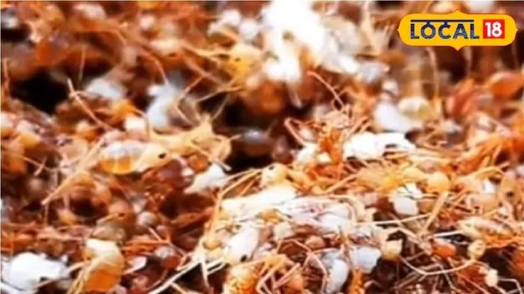 तुम्ही मुंग्या पळवून लावता? लोक आवडीनं खातात, लाल मुंग्यांची झणझणीत चटणी, RECIPE