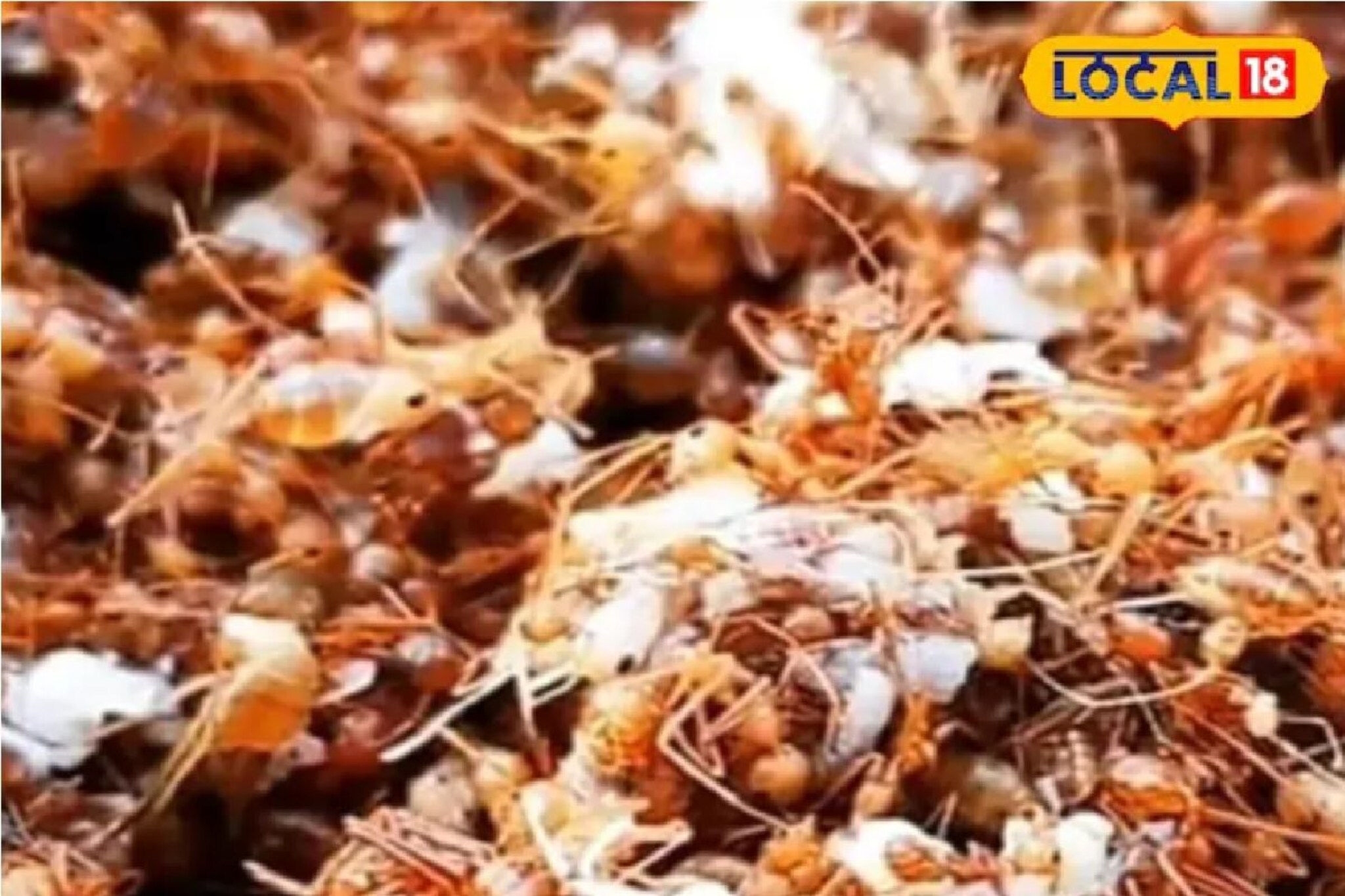 तुम्ही मुंग्या पळवून लावता? लोक आवडीनं खातात, लाल मुंग्यांची झणझणीत चटणी, RECIPE