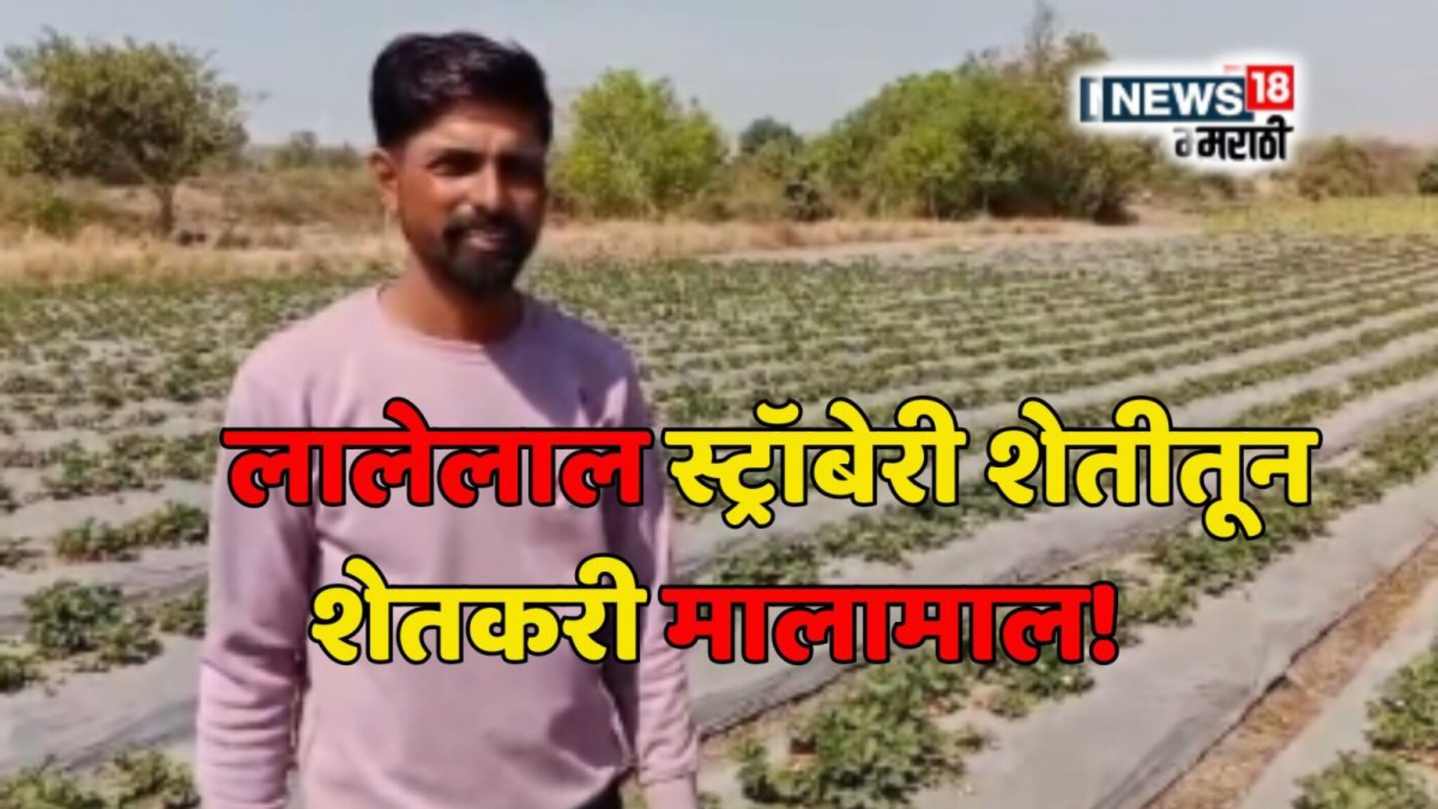Farmer Success Story : रिस्क घेतली अन् यशस्वी झाला! शेतकरी स्ट्रॉबेरी शेतीतून करतोय लाखोंची कमाई