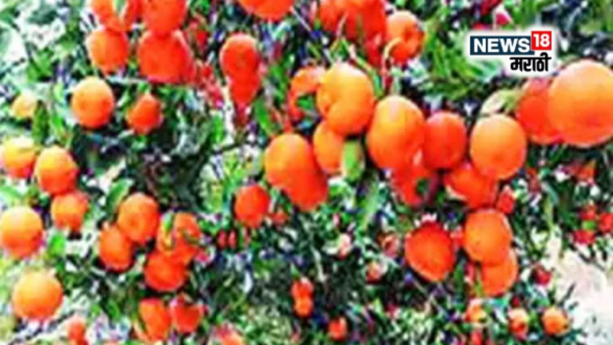 पारंपारिक शेतीला फाटा देत पिकवलं नारंगी सोनं! अन् शेतकरी झाला मालामाल