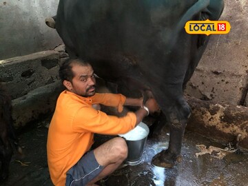 नादच खुळा! 25 म्हशीपासून सुरु केला दुग्ध व्यवसाय, आता बांधला 1 कोटींचा बंगला!