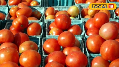 Tomato Rate: टोमॅटो कधी गोड तर कधी आंबट! दर कमी झाल्याने ग्राहक आनंदात तर शेतकरी चिंतेत 