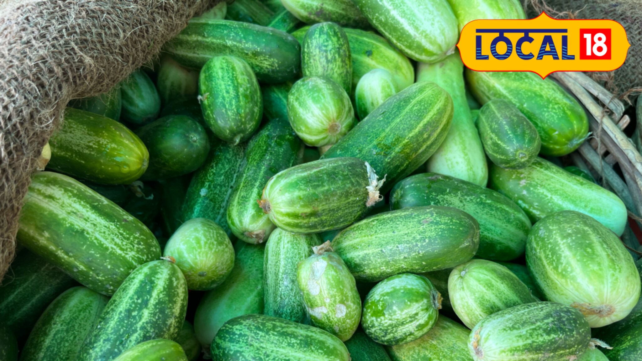 उन्हाळ्यात काकडी खाण्याचे चमत्कारीक फायदे, 99 टक्के लोकांना माहितच नाही!