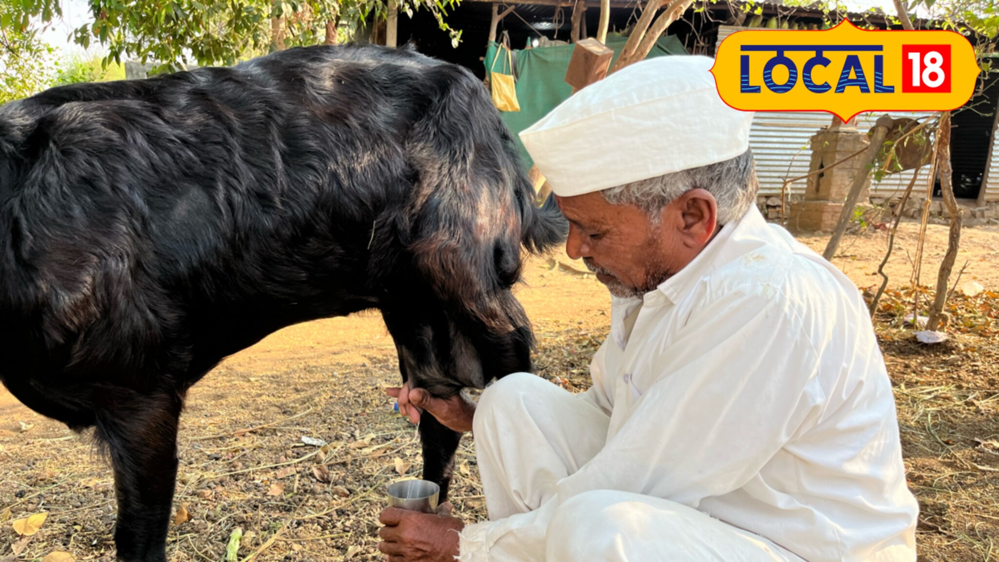 उष्णतेमुळे उन्हाळी लागलीय? बकरीचं दुध आहे जालिम उपाय, पाहा आरोग्यदायी फायदे