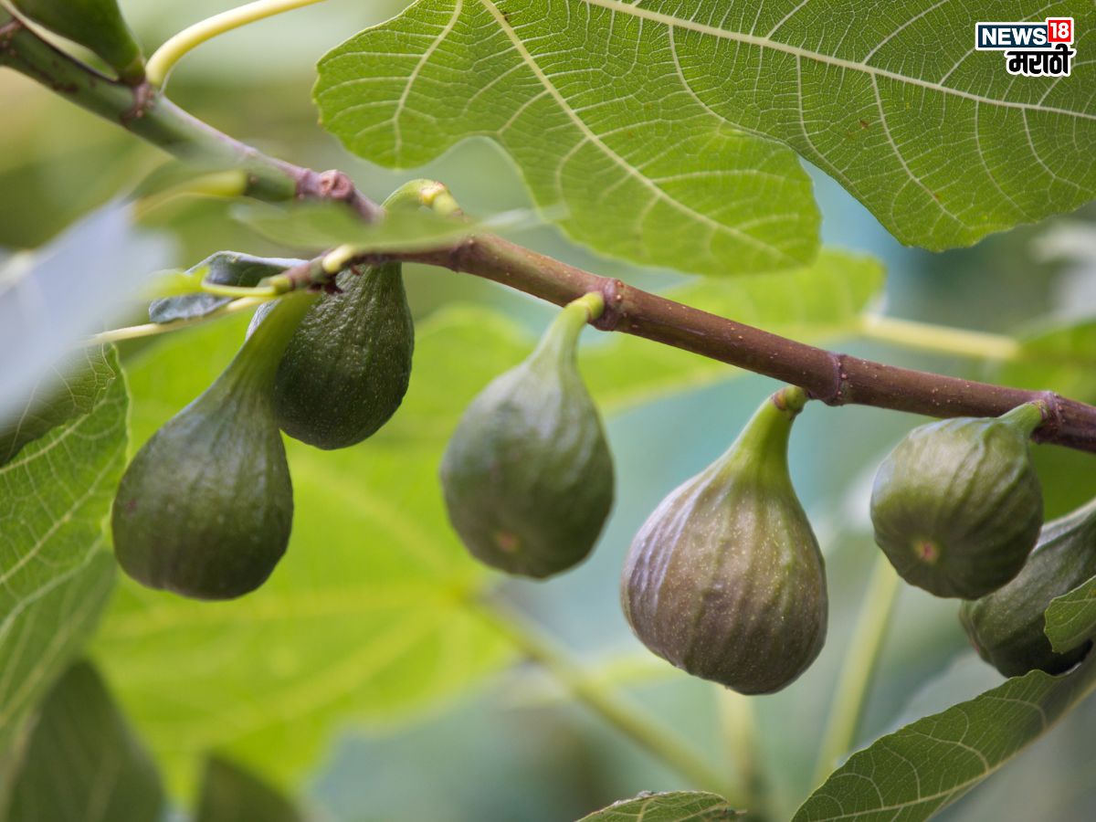 Health Benefits of Himalayan Fig in Marathi: हिमालयात मिळणारं ‘हे’ फळ आहे आगळं वेगळं, एकदा खाल्ल्याने होतील अनेक फायदे