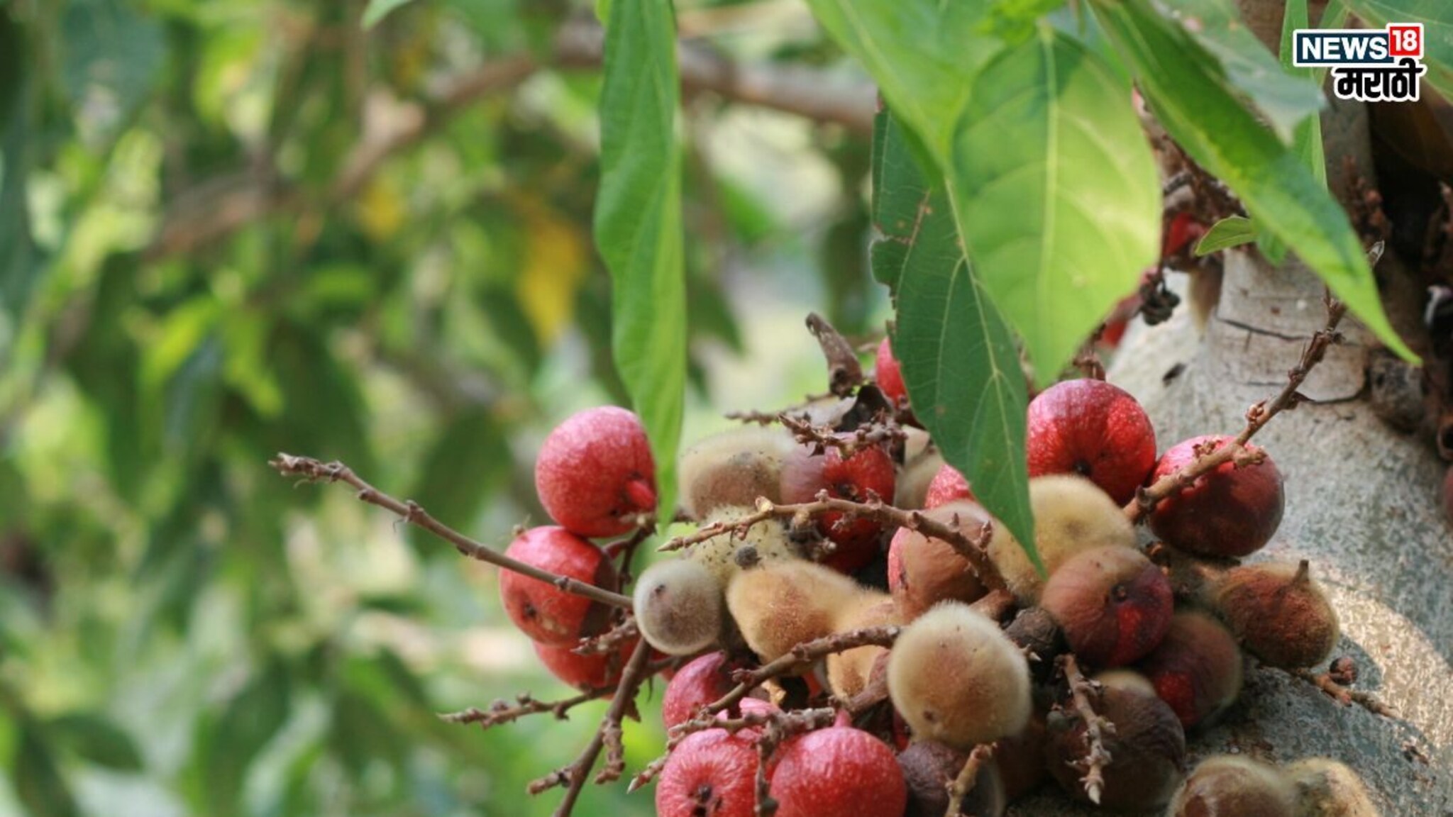 Himalayan Fig Benefits: हिमालयात मिळणारं ‘हे’ फळ आहे आगळं वेगळं, एकदा खाल्ल्याने होतील अनेक फायदे