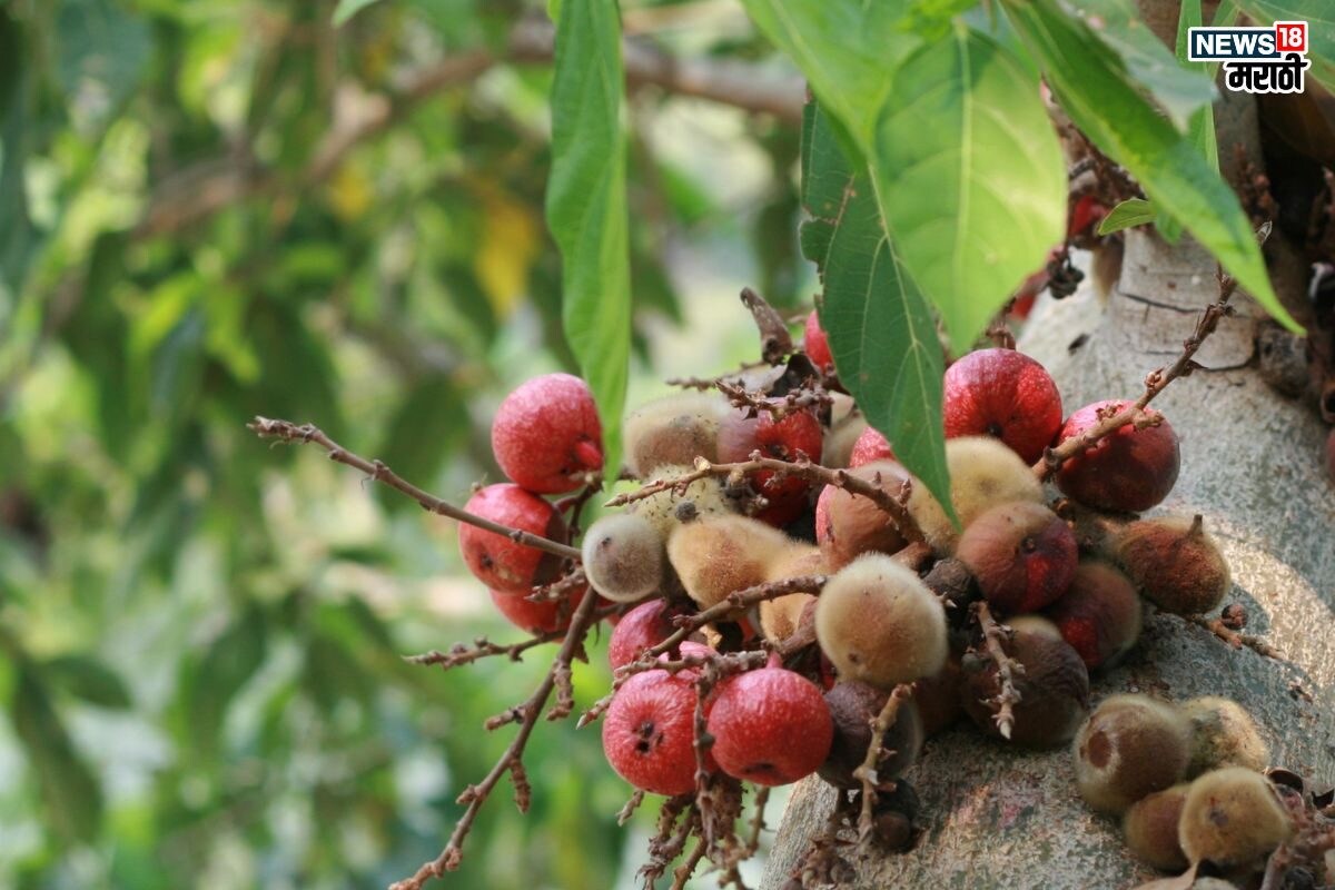 Himalayan Fig Benefits: हिमालयात मिळणारं ‘हे’ फळ आहे आगळं वेगळं, एकदा ...