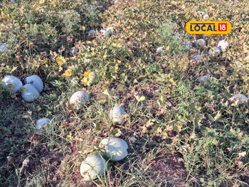 Youtube वर पाहिलं अन् ठरलं! शेतकऱ्याच्या लेकानं 3 महिन्यांत कमावले 5 लाख रुपये! Youtube वर पाहिलं अन् ठरलं! शेतकऱ्याच्या लेकानं 3 महिन्यांत कमावले 5 लाख रुपये!