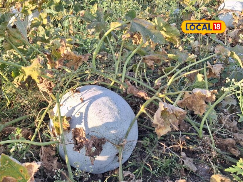 अभ्यासपूर्ण व्यवस्थापनाने कोहळ्याचे पीक जोमदार आले आहे. योग्यवेळी बाजारपेठ मिळाल्याने त्यांना तीन महिन्यांत तीन एकरात पाच लाखांचे उत्पन्न मिळाले.