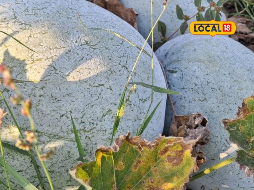 वेलवर्गीय वनस्पती असल्याने संभाव्य रोगराई लक्षात घेऊन पिकाची काळजी घेतली. वेळोवेळी कीटकनाशके आणि बुरशीनाशके फवारली. व्यवस्थापनामुळे कोहळ्याचे पीक जोमदार आले होते. 