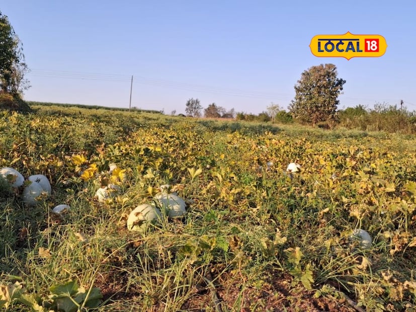 कमी पाणी, कमी श्रम आणि कमी कालावधीत तयार होणारे कोहळ्याचे पीक त्यांना वरदान ठरले आहे.त्यांनी त्याचे उत्तम व्यवस्थापन करून चांगली बाजारपेठही मिळवली आहे. वेळोवेळी कीटकनाशक फवारणी करून एका कोहळ्याचे वजन 1 किलोपासून 17 किलोपर्यंत वाढल्याचे सुनील माने यांनी सांगितले.