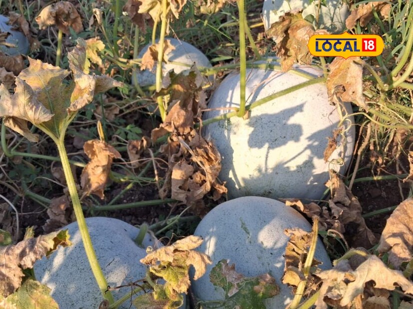 भरभोस उत्पादन : एकरी सुमारे 18 ते 20 टन उत्पादन मिळाले. एकरी 40 हजार रुपये खर्च आला. तीन एकर क्षेत्रातील कोहळ्यास मुंबई, वाशी आणि भिलाई येथील व्यापाऱ्यांकडून दहा ते बारा रुपये किलोला दर मिळाला. एकरी सुमारे 17 टनांपर्यंत उत्पादन मिळाले. एकरी चाळीस हजार खर्च वजा जाता तीन एकरमधून तीन महिन्यांत पाच लाख नफा मिळाला.