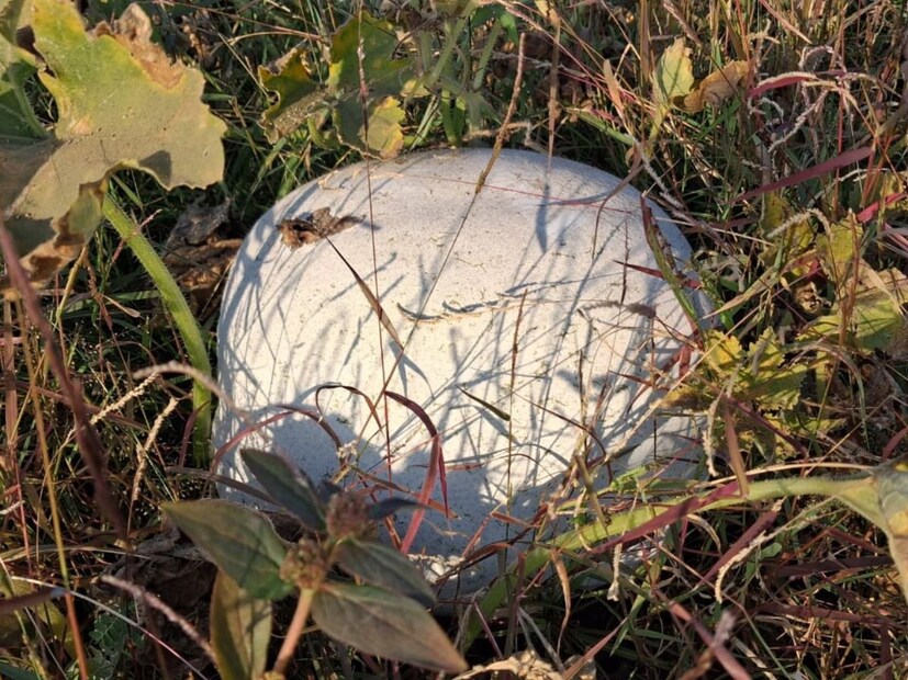 ऊस शेतीला पर्याय : ऊस शेतीला फाटा देऊन केळी आणि पपईची लागवड केली. वेगळे काहीतरी करावे या दृष्टिकोनातून कोहळा लावला. पहिल्या चार एकरमध्ये अपेक्षित दर मिळाला नाही. परंतु पुढील तीन एकरातील कोहळ्याला चांगला दर मिळाला. शेतकऱ्यांनी वेगवेगळी पिके घेण्याचा प्रयत्न केल्यास शेती फायदेशीर ठरत असल्याचे सुनील माने यांनी सांगितले.