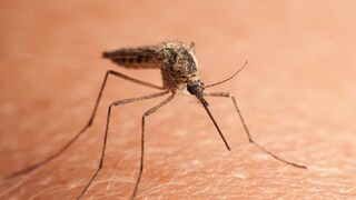 डास मारायचं मशीन डास मारायचं मशीन