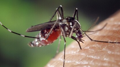 Mosquito life span