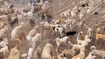 Iraq dog prison viral video