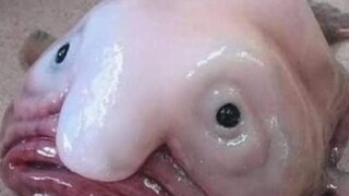 Blobfish Blobfish
