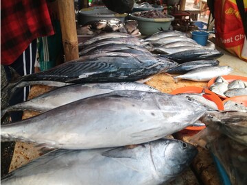 how to identify fresh fish